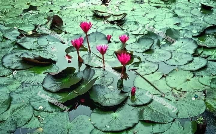 Egyptian Lily's Flower